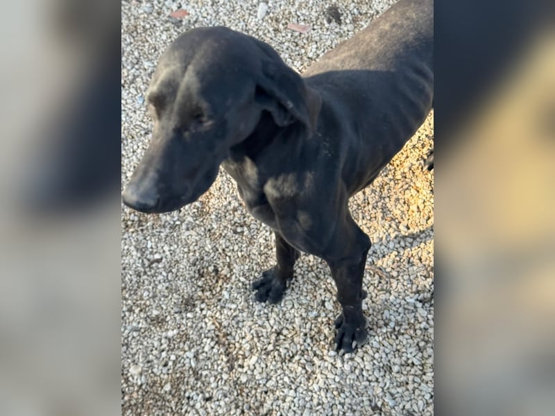 Braca, muss noch aufgepäppelt werden