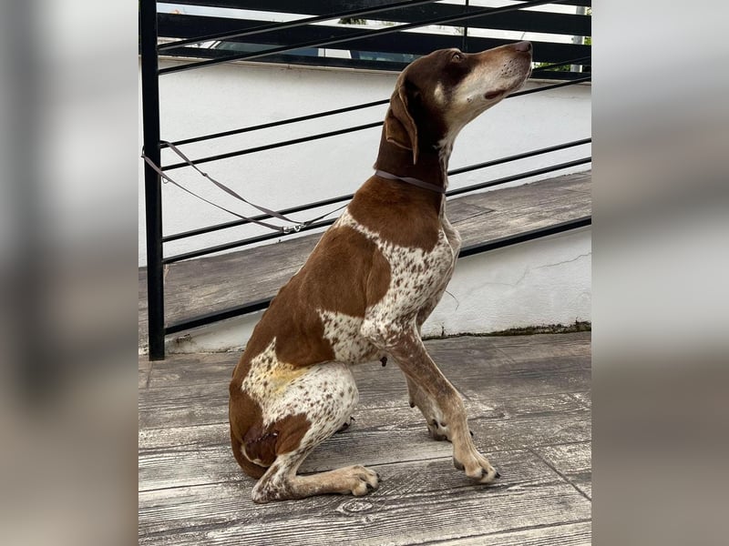 Cheska - sanfte Deutsch-Kurzhaar-Hündin sucht ihr Glück