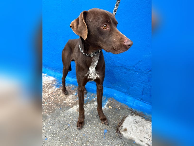 Polo, sucht Geborgenheit