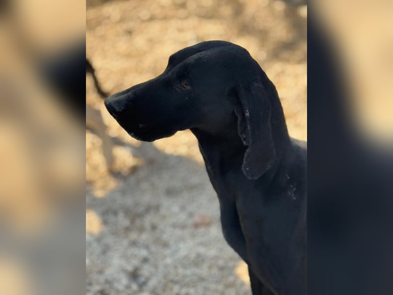 Braca, muss noch aufgepäppelt werden