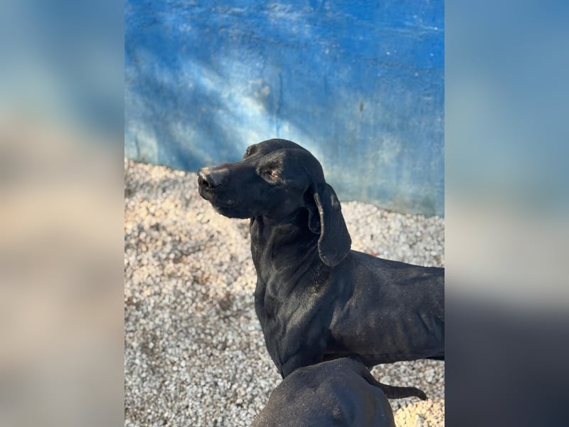 Braca, muss noch aufgepäppelt werden