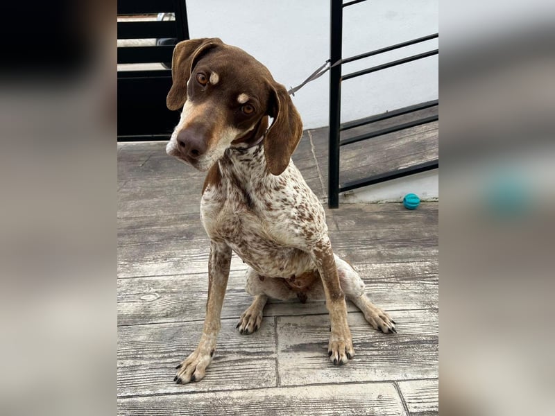 Cheska - sanfte Deutsch-Kurzhaar-Hündin sucht ihr Glück