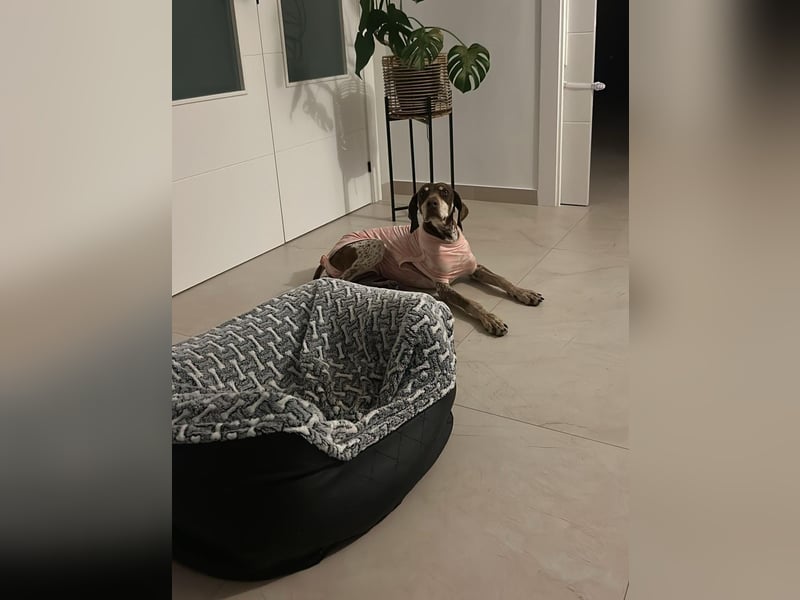 Cheska - sanfte Deutsch-Kurzhaar-Hündin sucht ihr Glück