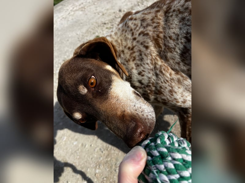 Cheska - sanfte Deutsch-Kurzhaar-Hündin sucht ihr Glück