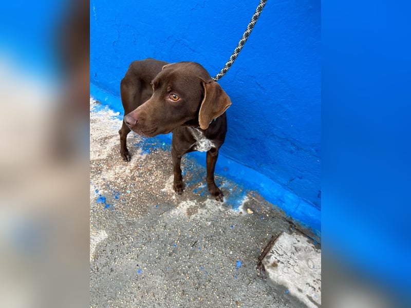 Polo, sucht Geborgenheit