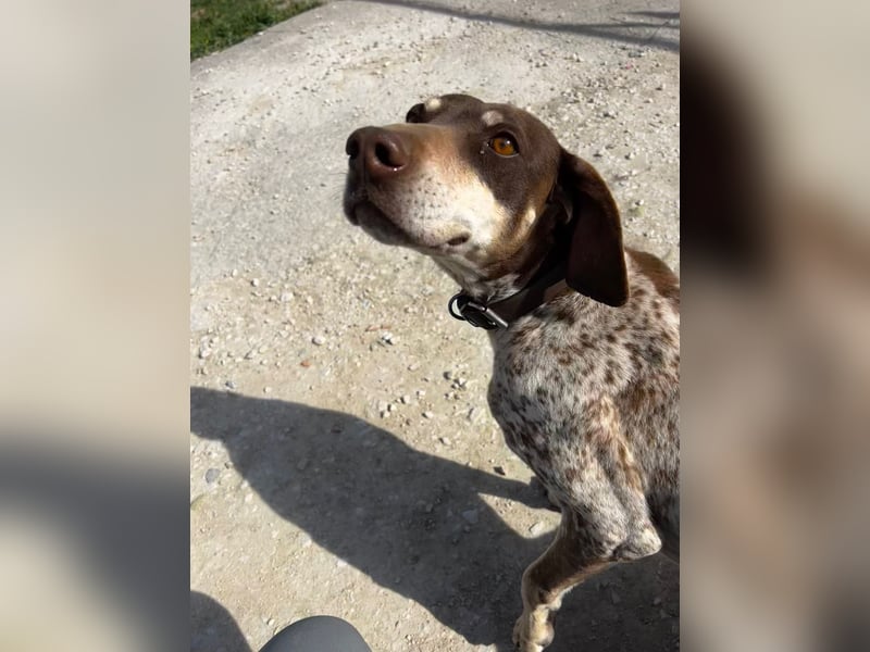 Cheska - sanfte Deutsch-Kurzhaar-Hündin sucht ihr Glück