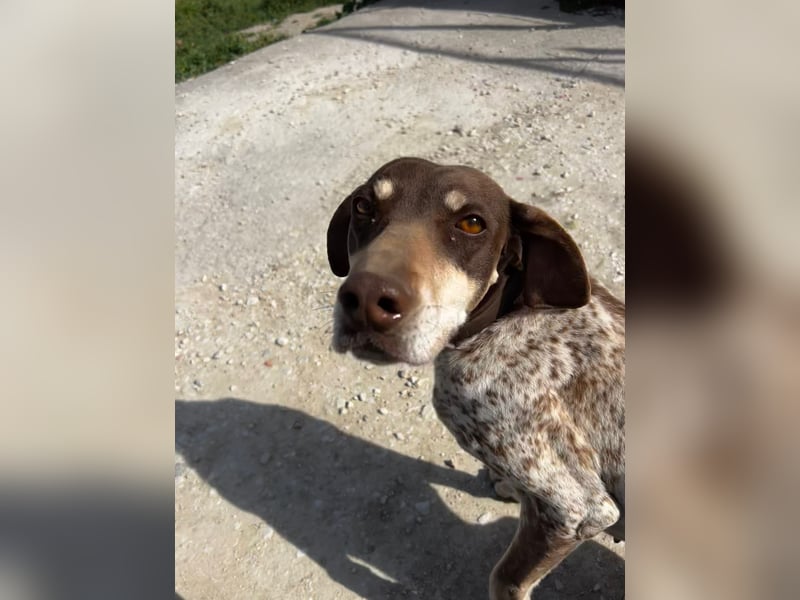 Cheska - sanfte Deutsch-Kurzhaar-Hündin sucht ihr Glück