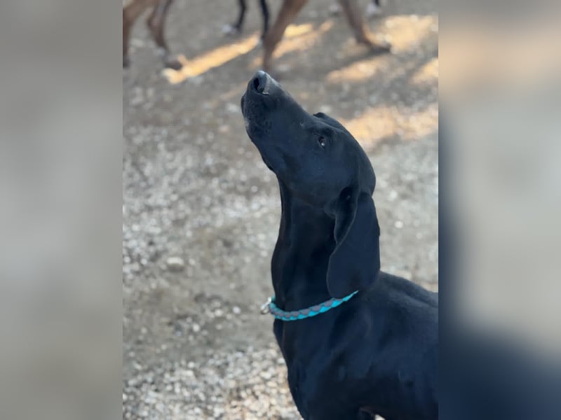 Morena, freundlich und aktiv