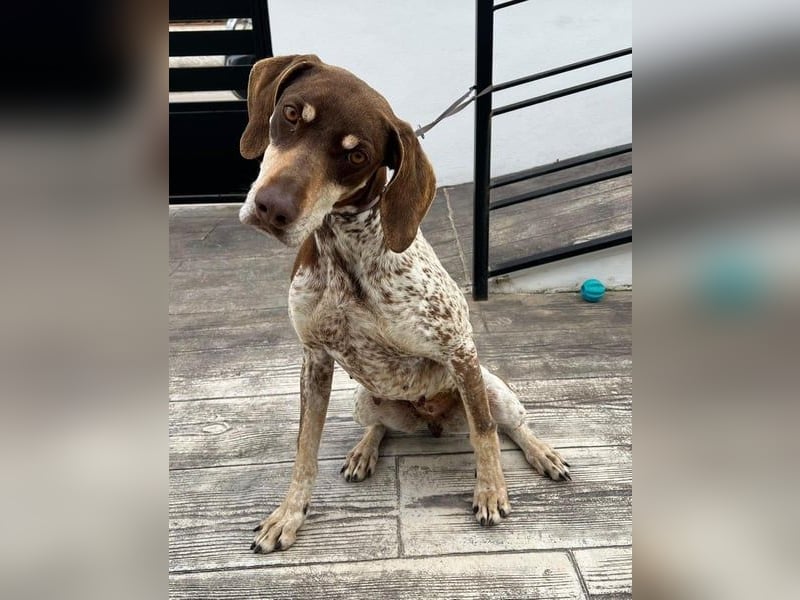 Cheska - sanfte Deutsch-Kurzhaar-Hündin sucht ihr Glück