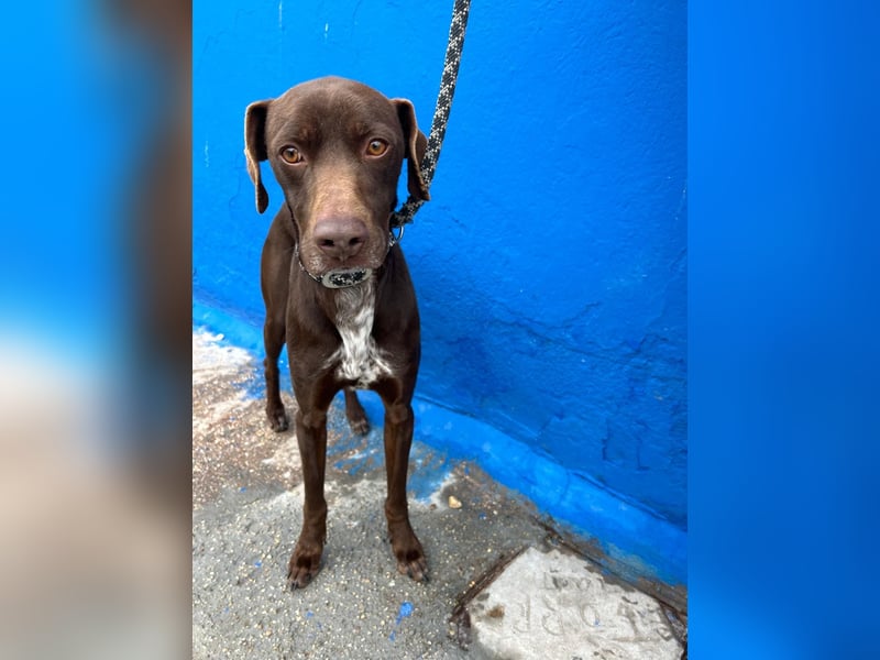 Polo, sucht Geborgenheit