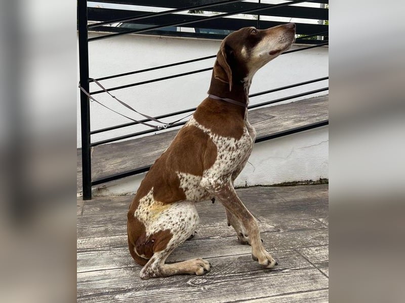 Cheska - sanfte Deutsch-Kurzhaar-Hündin sucht ihr Glück