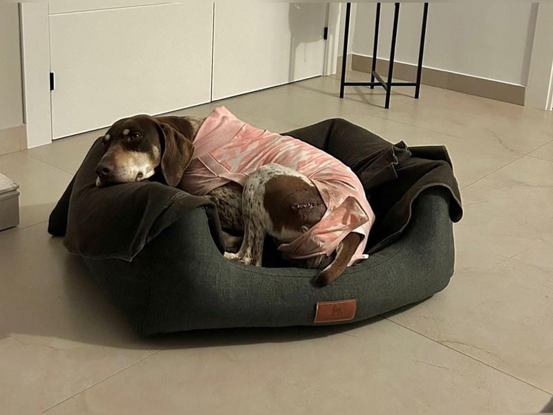 Cheska - sanfte Deutsch-Kurzhaar-Hündin sucht ihr Glück