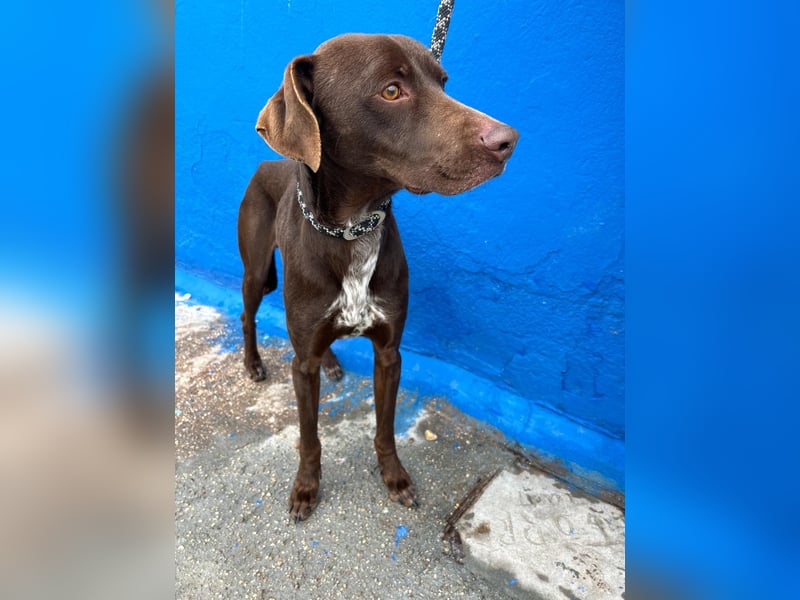 Polo, sucht Geborgenheit