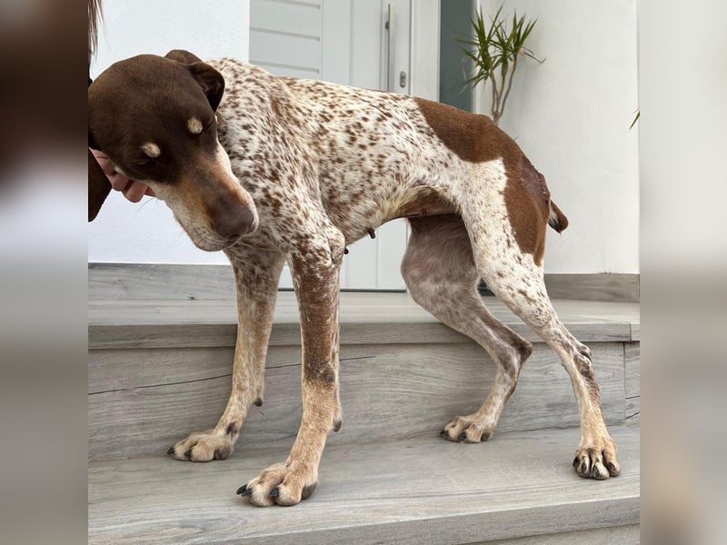 Cheska - sanfte Deutsch-Kurzhaar-Hündin sucht ihr Glück