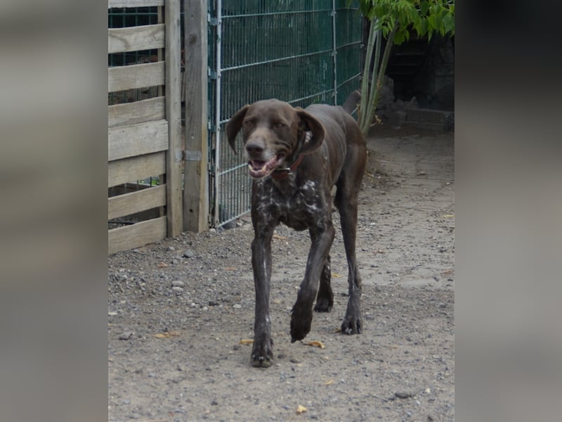 Pietro - selbstbewusster Jäger