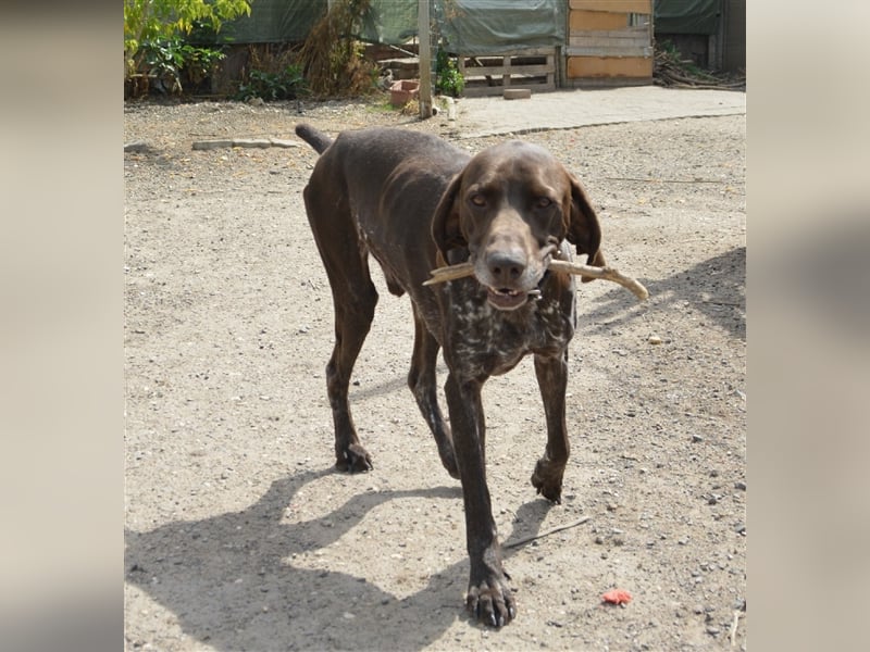 Pietro - selbstbewusster Jäger