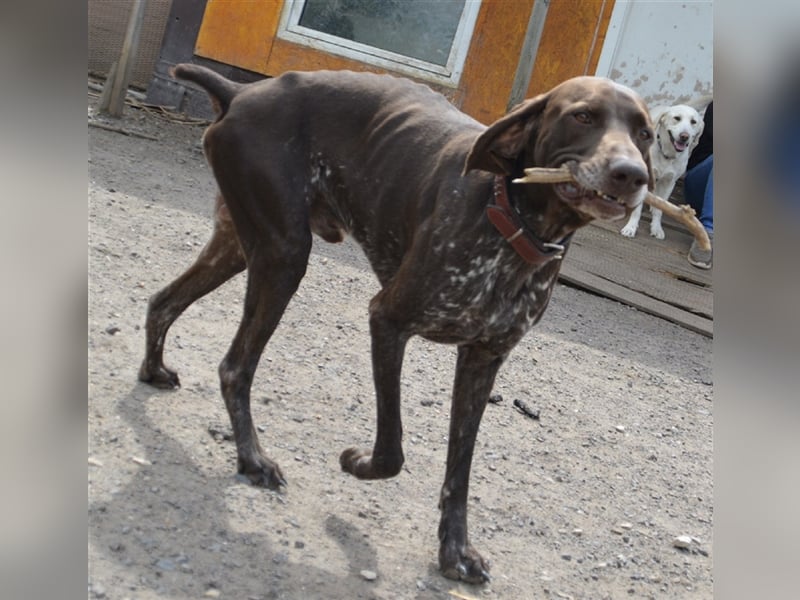 Pietro - selbstbewusster Jäger