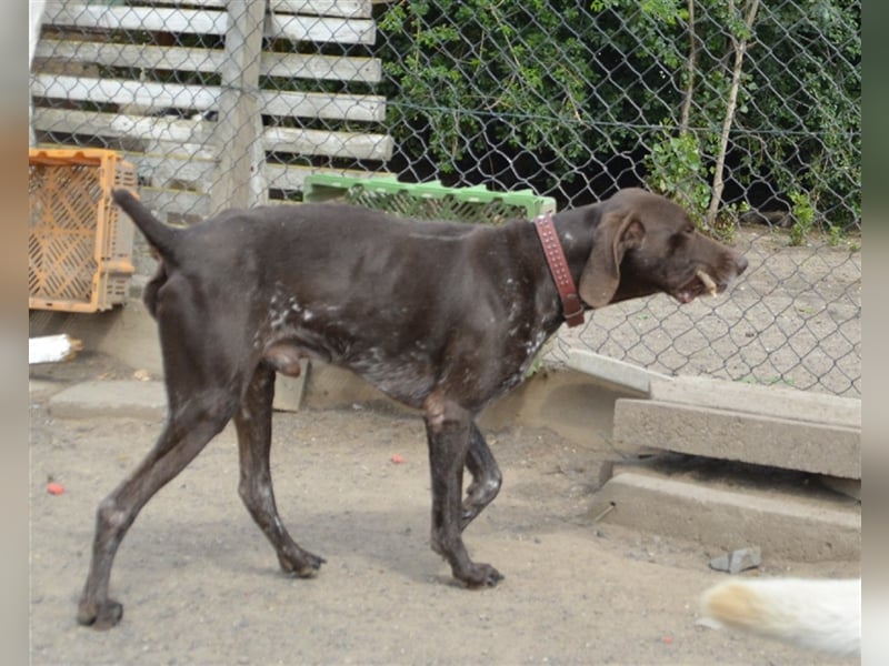 Pietro - selbstbewusster Jäger