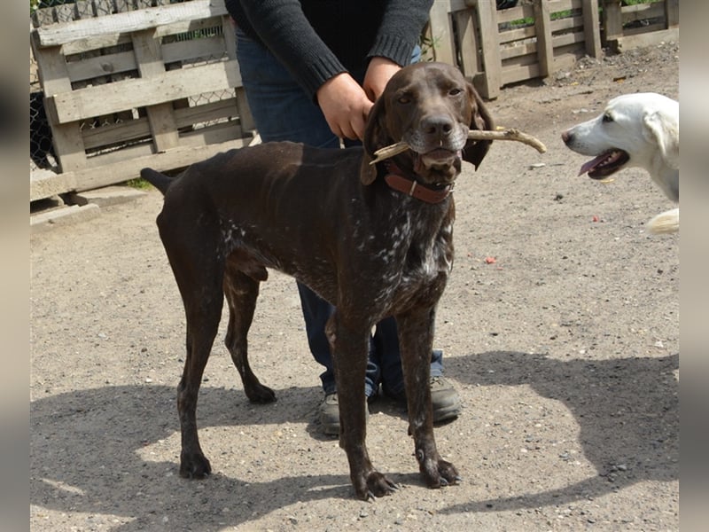 Pietro - selbstbewusster Jäger