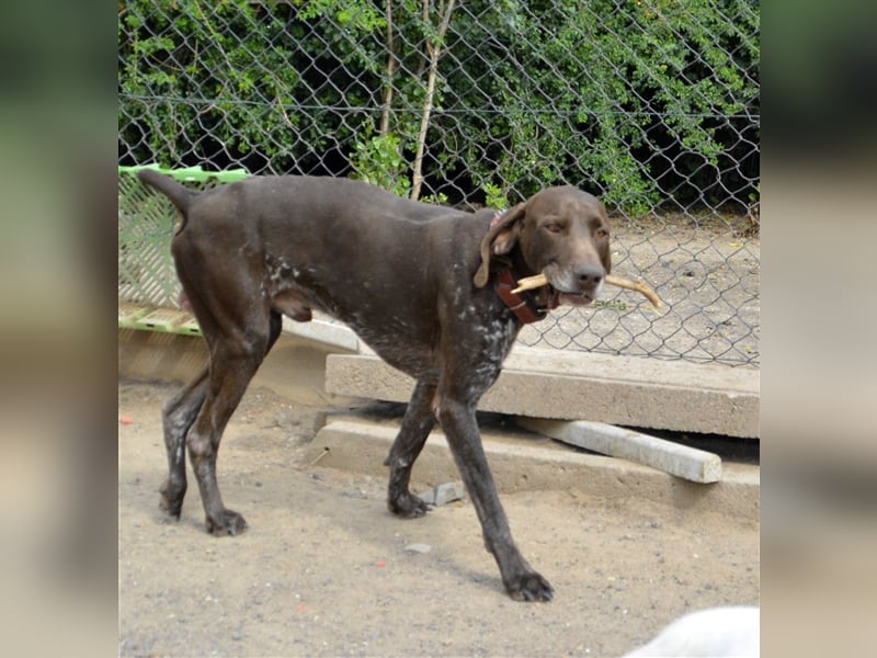 Pietro - selbstbewusster Jäger