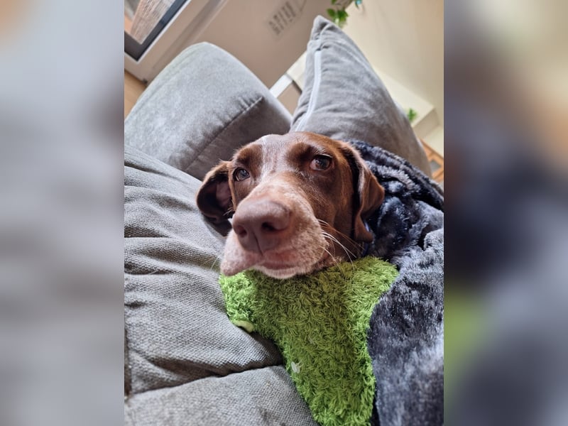 Deutsche Kurzhaar Hündin (Anna) 