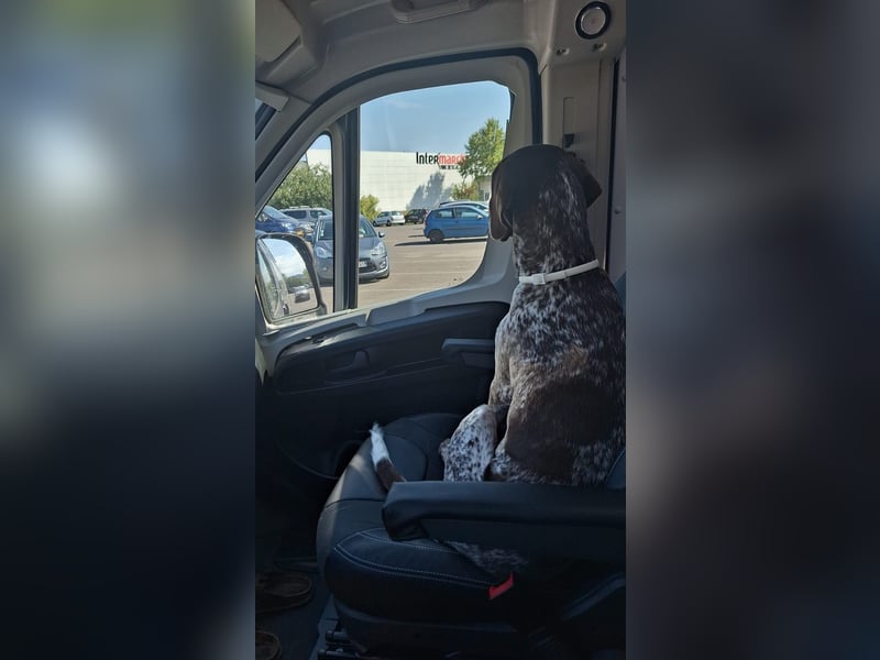 Deutsche Kurzhaar Hündin (Anna) 