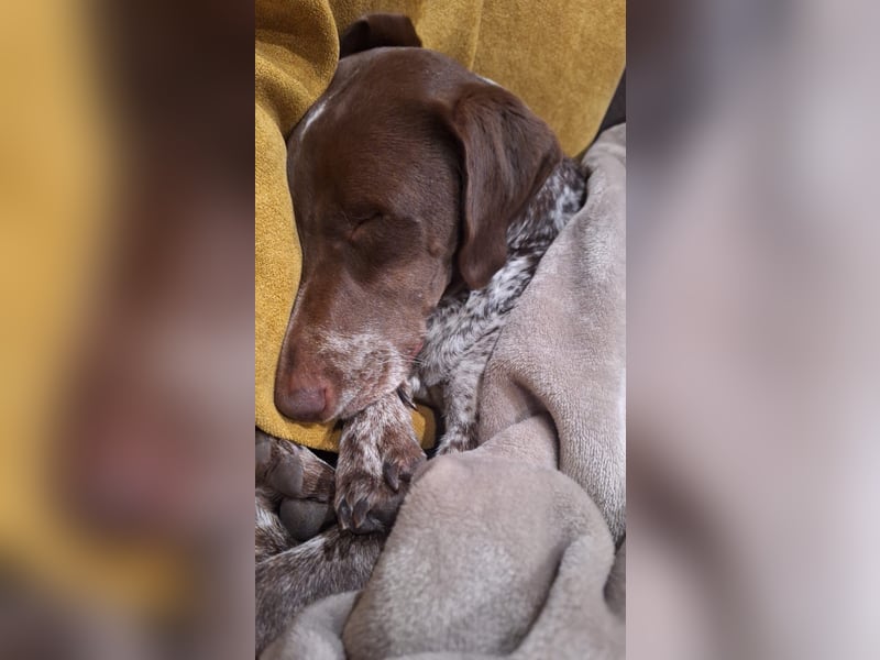 Deutsche Kurzhaar Hündin (Anna) 