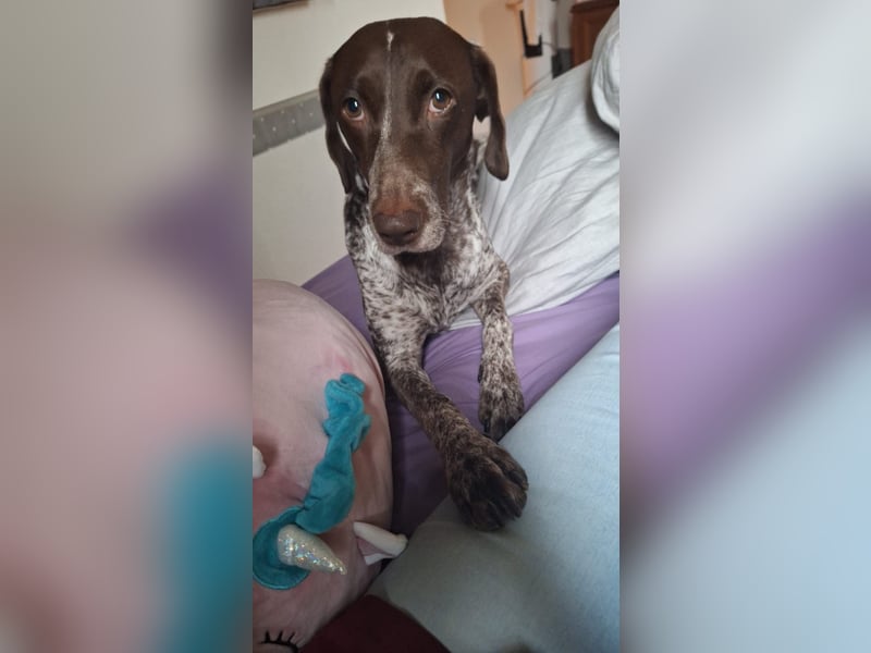 Deutsche Kurzhaar Hündin (Anna) 