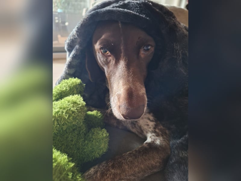 Deutsche Kurzhaar Hündin (Anna) 