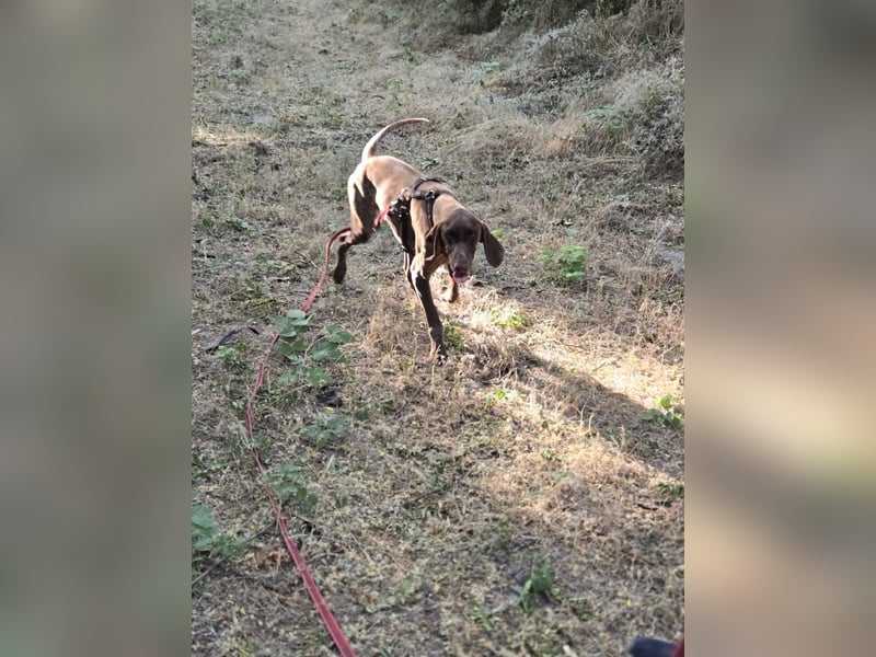 Junior BE – freundlicher Jungspund mit großem Herz