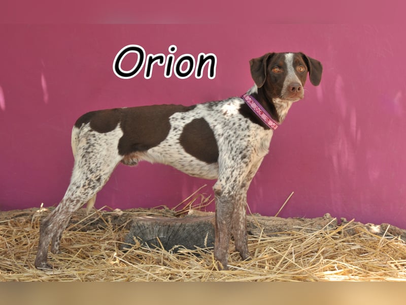 Lassen Sie Orions Wünsche wahr werden?