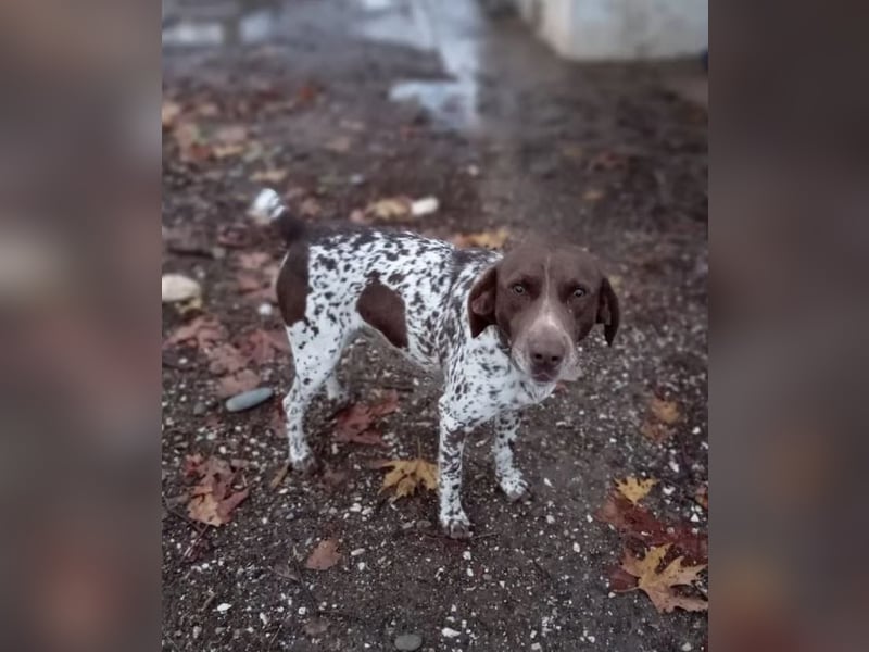 Theo, Deutsch Kurzhaar auf der Suche nach einem tollen Zuhause!