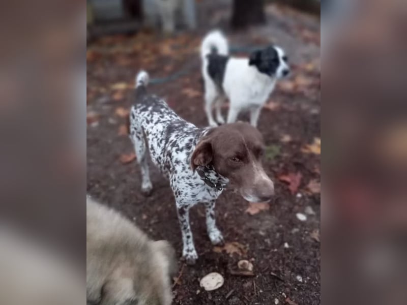 Theo, Deutsch Kurzhaar auf der Suche nach einem tollen Zuhause!