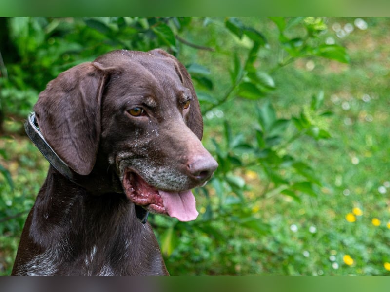 Neo wartet in Tierheim 75177 Pfortzheim