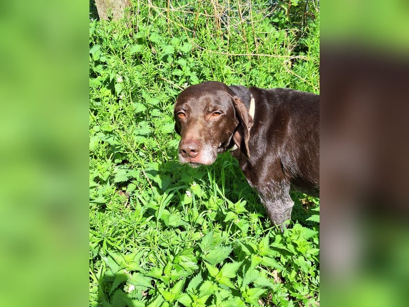 Neo wartet in Tierheim 75177 Pfortzheim