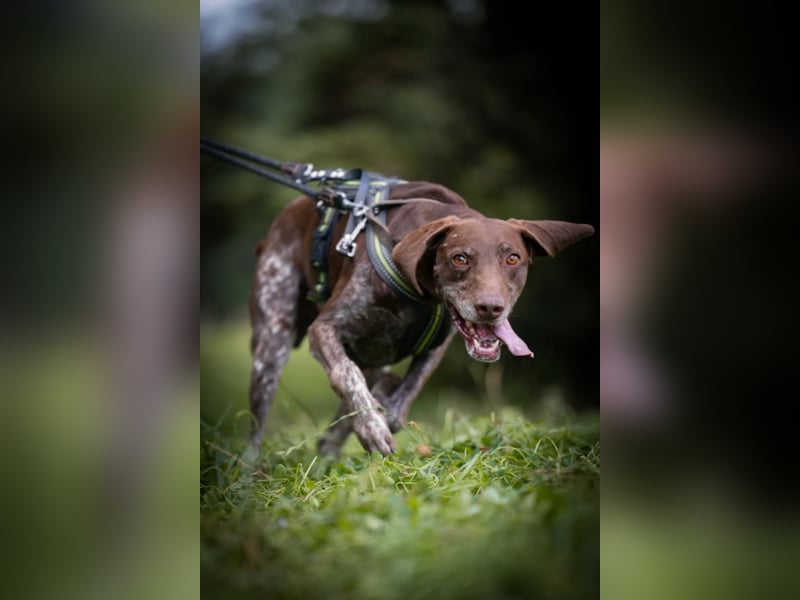 Neo wartet in Tierheim 75177 Pfortzheim