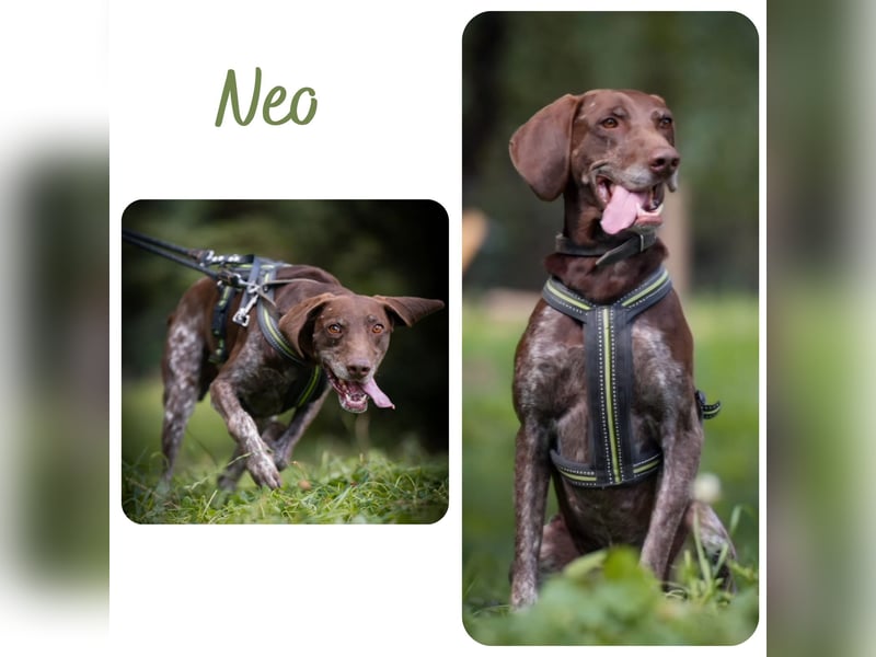 Neo wartet in Tierheim 75177 Pfortzheim
