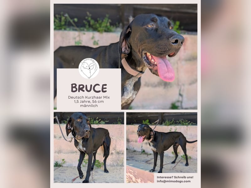 BRUCE: Ein Goldschatz auf 4 Pfoten