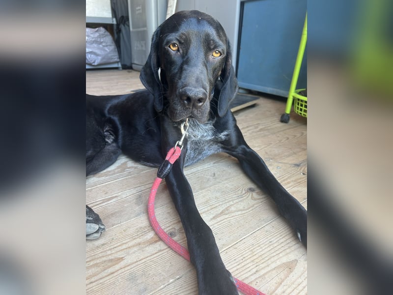 BRUCE: Ein Goldschatz auf 4 Pfoten