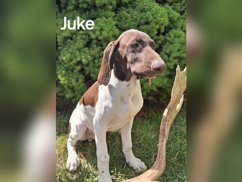 Deutsch Kurzhaar Junghunde