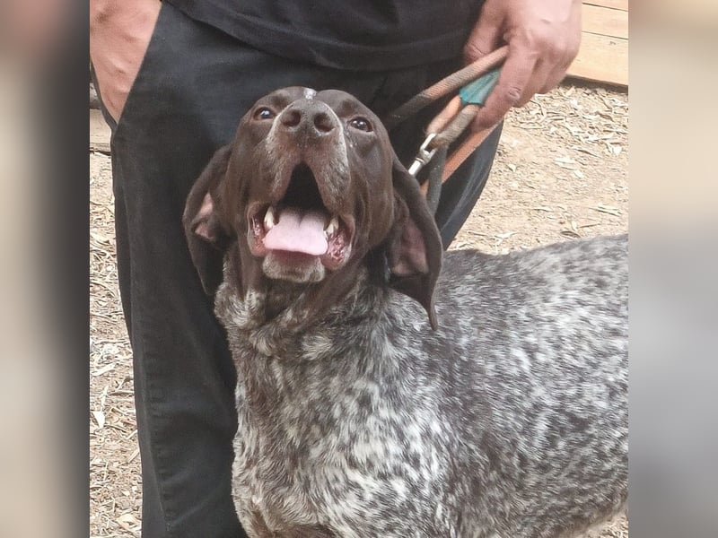 Igor