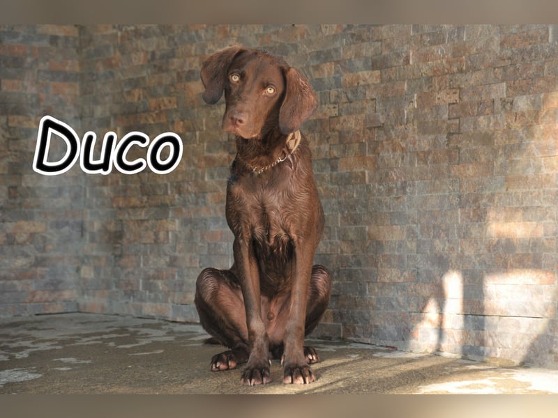Sind Sie für Duco die richtigen?
