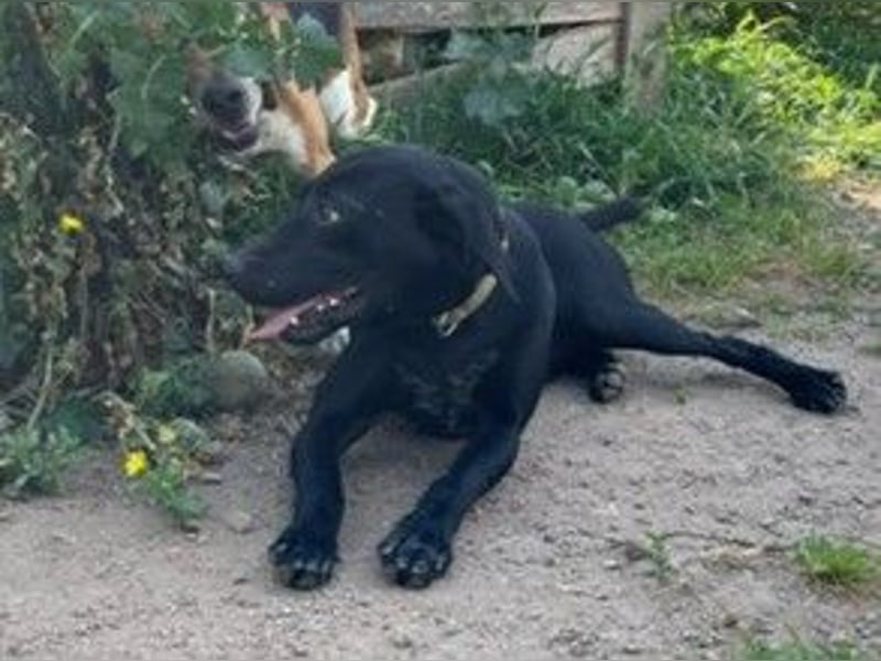 Scott- feine Spürnase sucht ein Zuhause