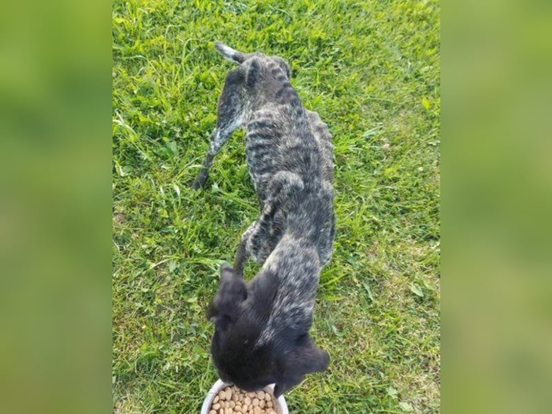 Deutsch-Kurzhaar-Rüde ♥Srecko♥ groß & lieb
