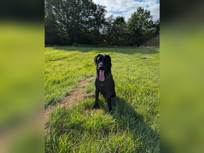 Deutsch Langhaar Schäferhund Mix