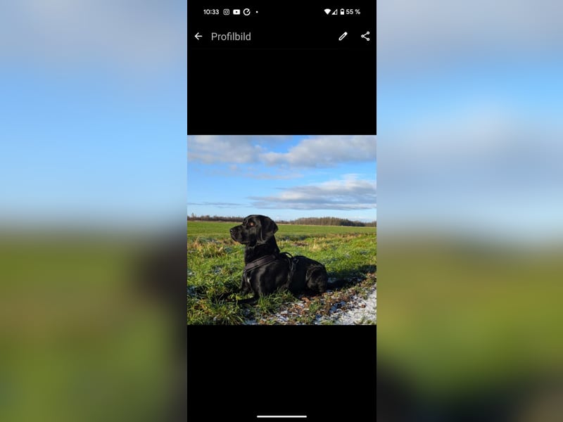 Deutsch Langhaar Schäferhund Mix