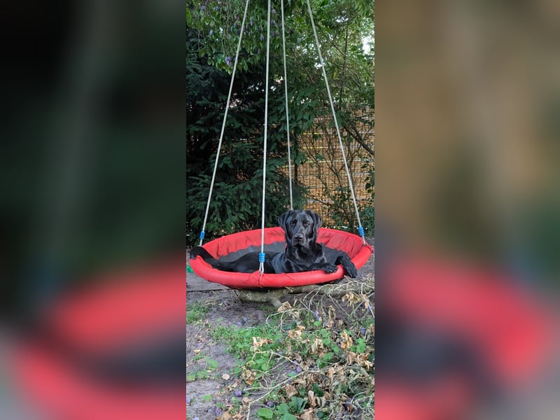 Deutsch Langhaar Schäferhund Mix