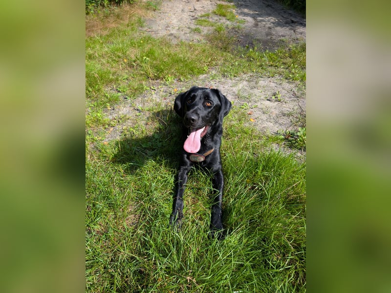 Deutsch Langhaar Schäferhund Mix