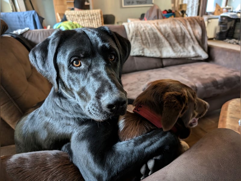 Deutsch Langhaar Schäferhund Mix