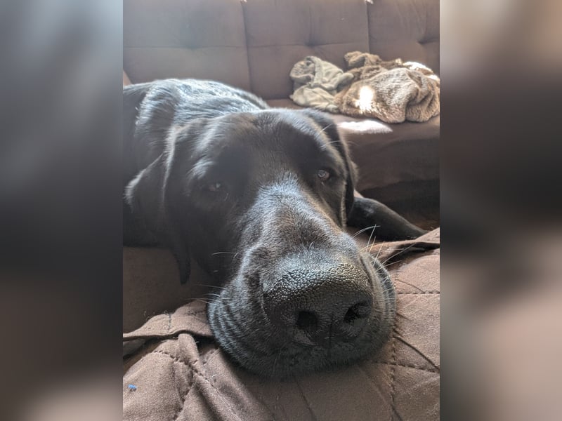 Deutsch Langhaar Schäferhund Mix